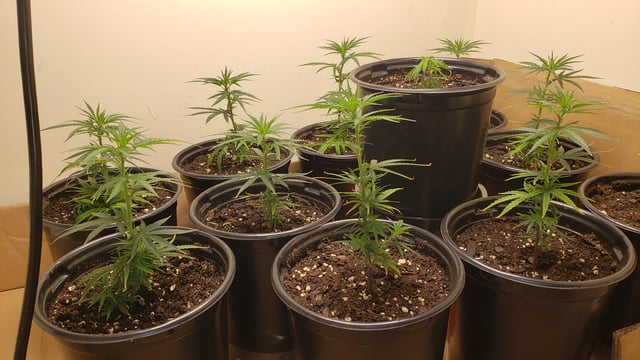 Blue Dream Clones — vegetative, day 5