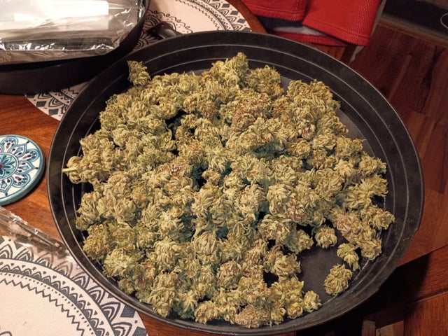 FastBuds Photo-Lemon Mandarin  — harvest, day 152