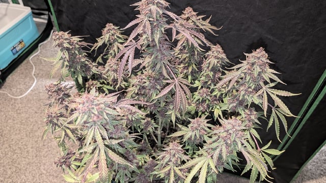 Mixed Grow — flower, day 123