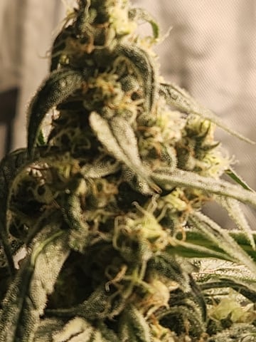 Sour Diesel — flower, day 28