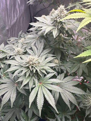 Grow#2 — flower, day 74