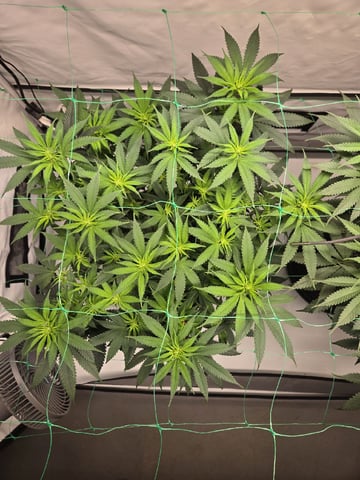 Zoap & Mimosa x OrangePunch — flower, day 78