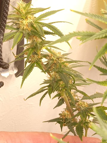 closet grow for veg with a.c infinity air intake fan .With no carbon filter just suction,and spider farmer sf 7000.Then a spider farmer sf tent 4×4×6.5with a G1500 l.e.d from spiderfarmer and spider farmer 6inch clip oscalating fan. — flower, day 65