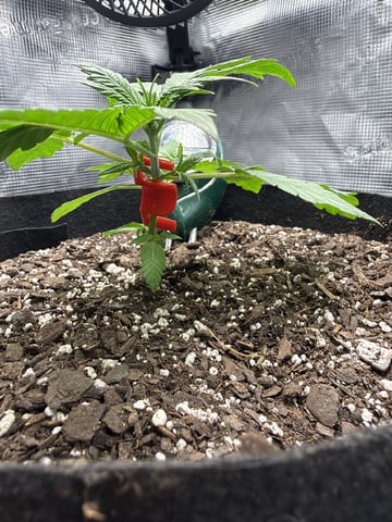 Gorilla Cookies 2nd Try — vegetative, day 27