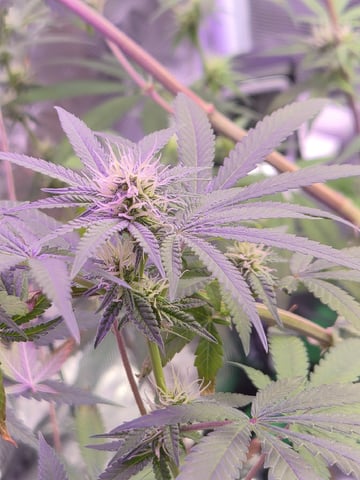 Kalini Asia Auto  — flower, day 37