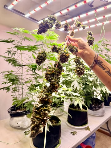 Bluntz Grow