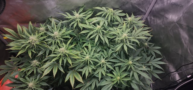 FastBuds Trainwreck Auto — flower, day 57