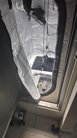 Strawberry Sugar  — seedling_rooting, day 5