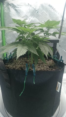 Critical Purple Kush — vegetative, day 54