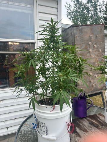 First ever grow — flower, day 74