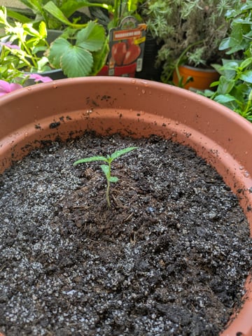 Di Luca — vegetative, day 15