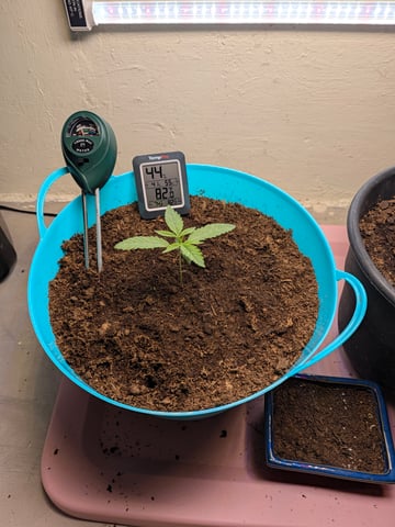 Apple Betty — seedling_rooting, day 2