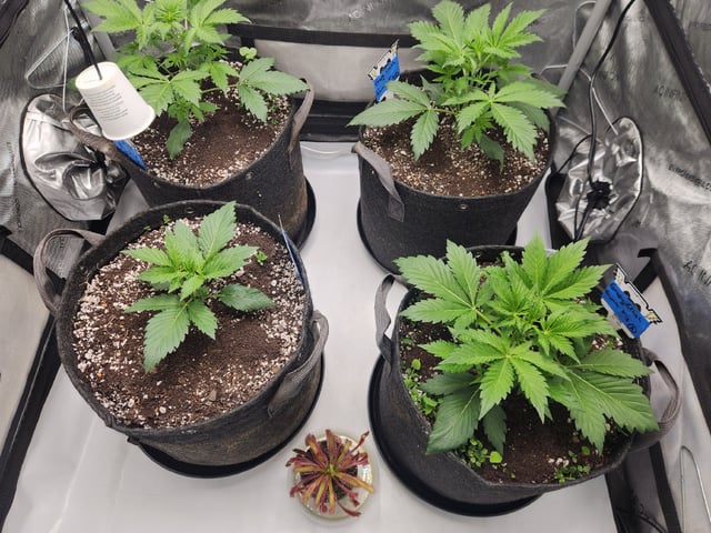 Mephisto's Flava Flav (Grape Crush x Guava Fig) — vegetative, day 28