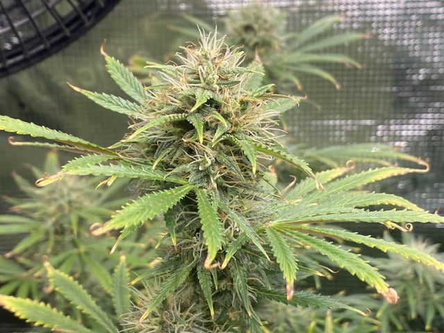 Auto Run #1 2025-2026 — flower, day 82