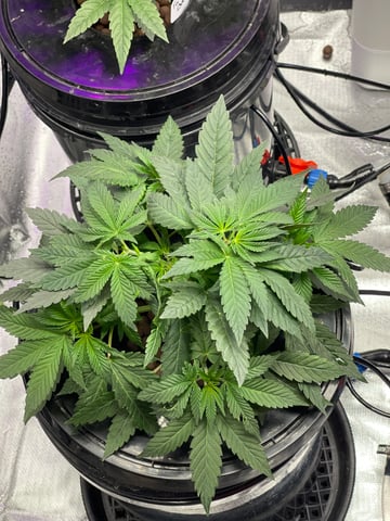 1st Ever Grow (Fat Bastard)(RDWC)  — vegetative, day 44