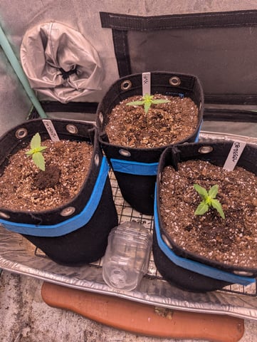 Autos — seedling_rooting, day 1