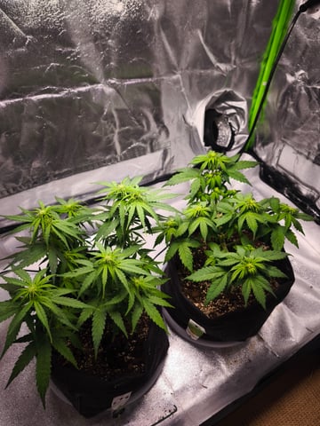 New grow — flower, day 34