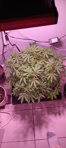 FKAFL — vegetative, day 101
