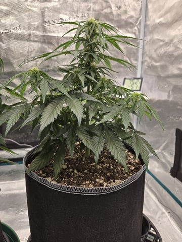 StrawZ (autoflower) — flower, day 43