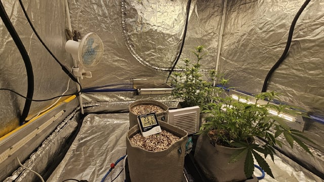 Autos For The Rest Of Winter 🔥🔥😉 — germination, day 12