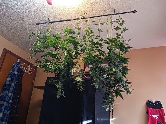 Gorilla Sherbert Feminized From Blimburn Seeds  — harvest, day 90