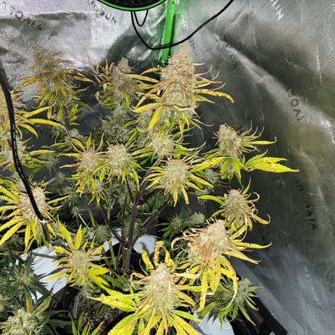 Ztrawberriez (Auto) 2026 - 1 — harvest, day 73