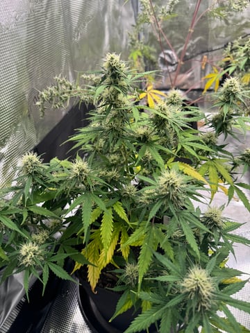 First Grow — flower, day 64