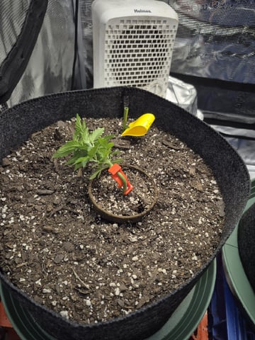 Grow 1 2026 Dream Widow — vegetative, day 29