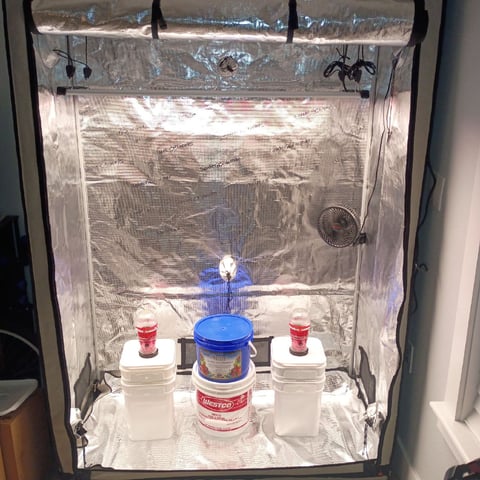 TentPlantLightFan — germination, day 2