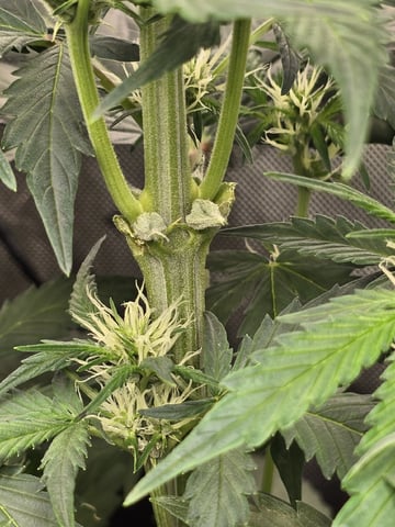 Coco Grow — vegetative, day 35