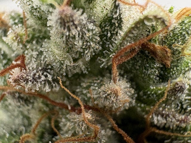 My First Grow — harvest, day 72