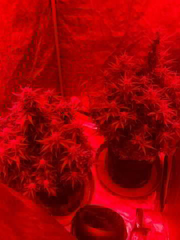 First Auto — flower, day 71