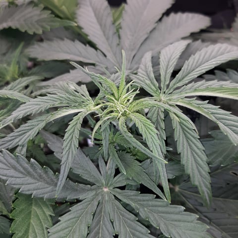 Next Attempt  — vegetative, day 36