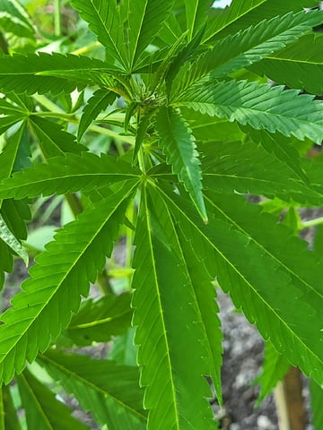 Bread — vegetative, day 27