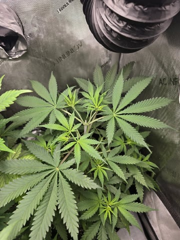 Coco Grow — vegetative, day 48
