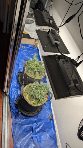 Double Smile And (Alien Vs Triangle X Strawberry Nuggets) — flower, day 41