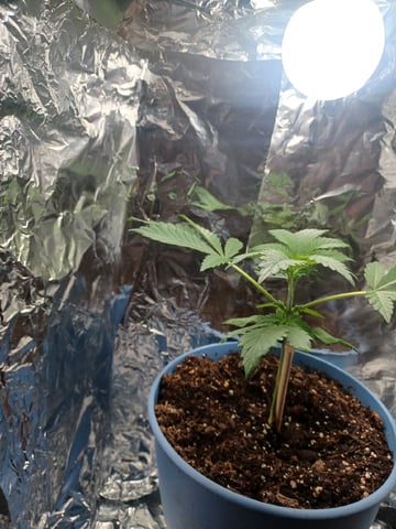 Poor Ivory — vegetative, day 40