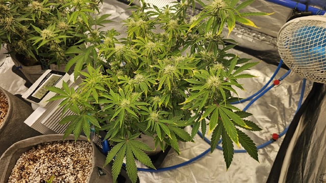 Autos For The Rest Of Winter 🔥🔥😉 — germination, day 25