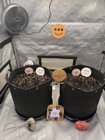 BloodMoon Gelato — seedling_rooting, day 2