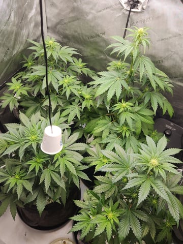 Rings of Saturn & Ghostboosters - Apollo Haze Artisanal Line — flower, day 39