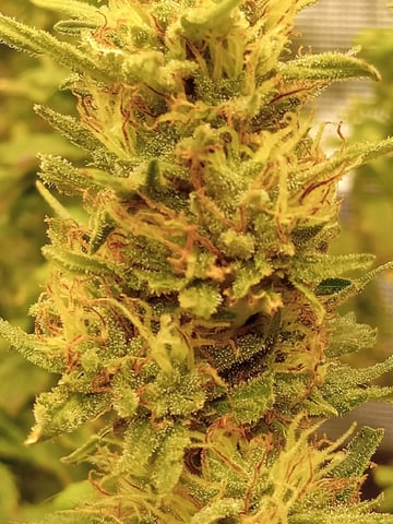Gorilla Zittels ---also Manderian Sunset -a Applefritter-and Chem Dog -and Mendo Guva! — flower, day 158