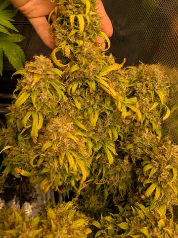 first grow — flower, day 115