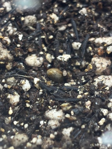 White Widow — germination, day 7