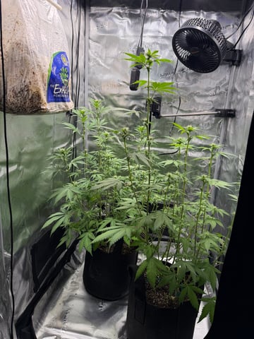  Trying to go big — flower, day 92