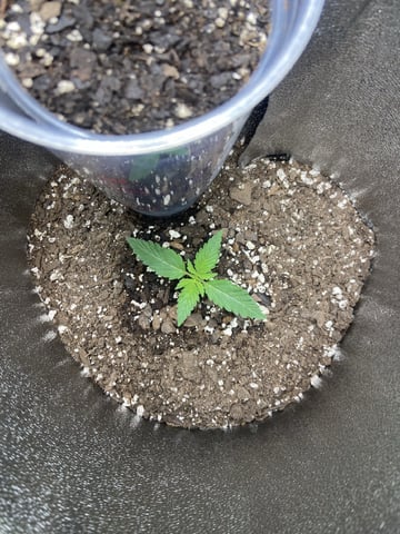 My First Grow