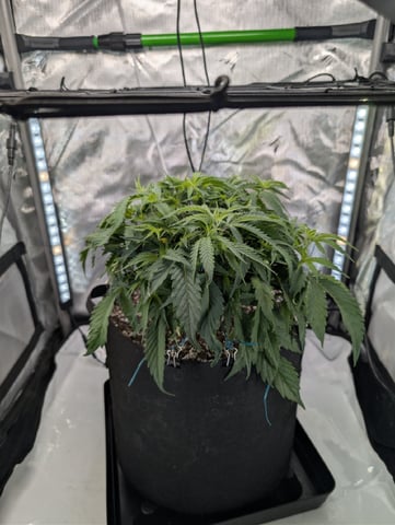 C99 CloneWars! — vegetative, day 17