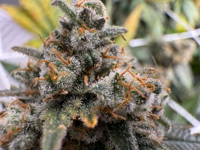 Green Gelato — flower, day 112