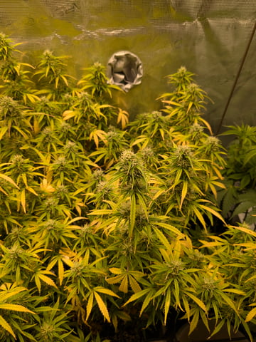 first grow — flower, day 57