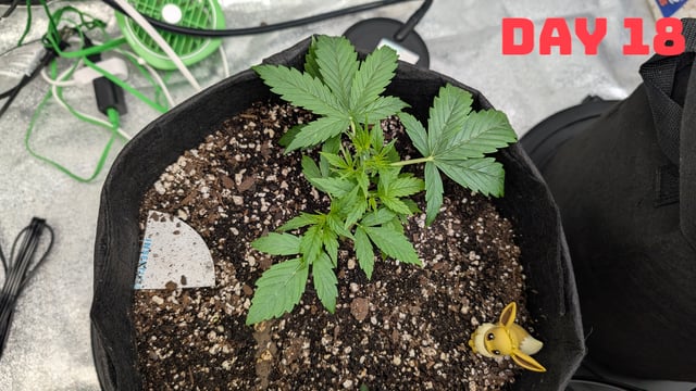 Strawberry Cheesecake Seedsman Seeds Autoflowers x2 — seedling_rooting, day 21