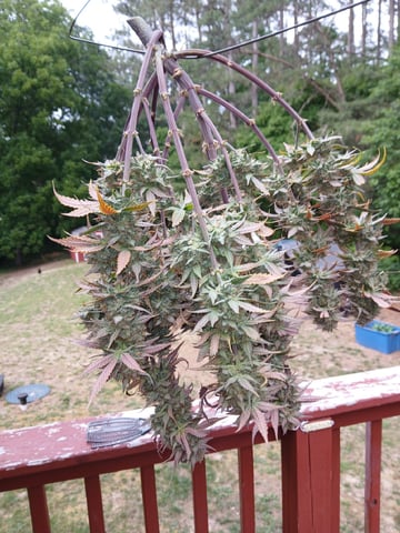 Lsd25, Dosido,GDP All Autos. — flower, day 75